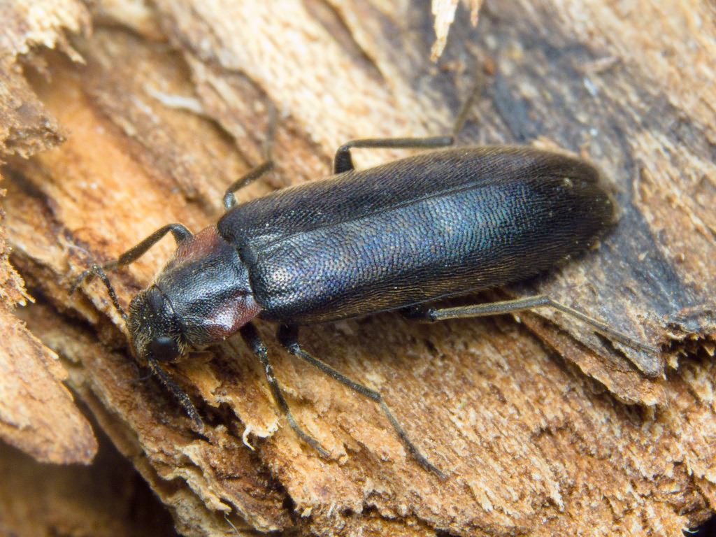 Phryganophilus auritus Motschulsky, 1845